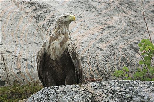 白尾鹰,白尾海雕,栖息,挪威