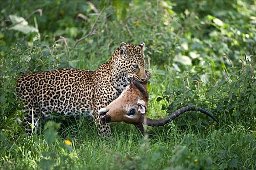 豹,捕食,黑斑羚,纳库鲁湖,国家公园,肯尼亚,东非