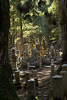 传统,日本,墓地,木,高野山,和歌山