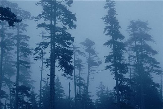 树,雾,夏洛特女王岛,不列颠哥伦比亚省,加拿大