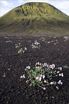 冰岛,区域,慢,火山,斜坡,拿着,高山,植物,火山岩,土地,正面,灭绝