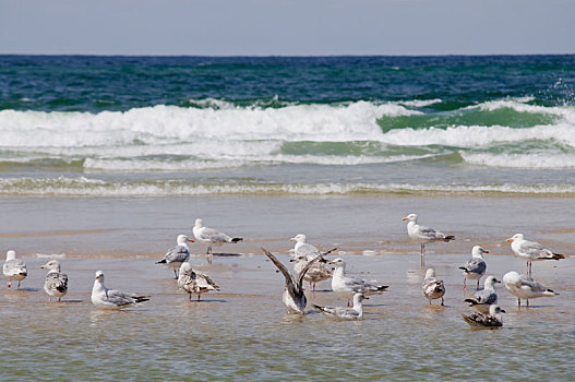 海鸥,沙滩,北海,海岸,白天,波浪