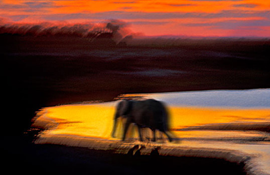 傍晚,非洲,灌木,大象,非洲象,乔贝国家公园,博茨瓦纳,南非