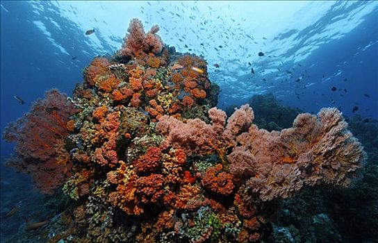 珊瑚,珊瑚礁,品种,冈加,岛屿,螃蟹船,北苏拉威西省,印度尼西亚,海洋,太平洋,亚洲