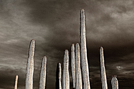巨柱仙人掌,生动,灰色天空,仰视,荒芜,亚利桑那,美国
