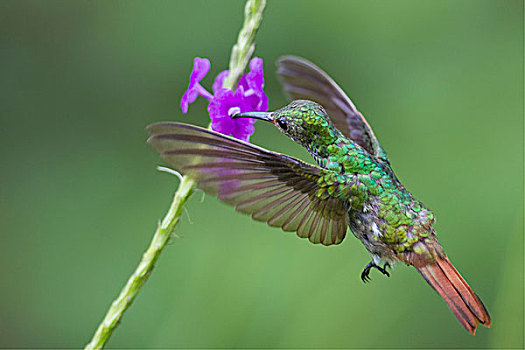 蜂鸟,花,雨林,哥斯达黎加,北美
