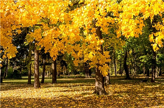 树,黄叶,秋天