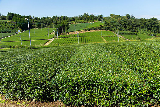 绿茶,农场