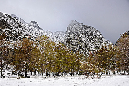桦树,雪,自然公园,葡萄牙