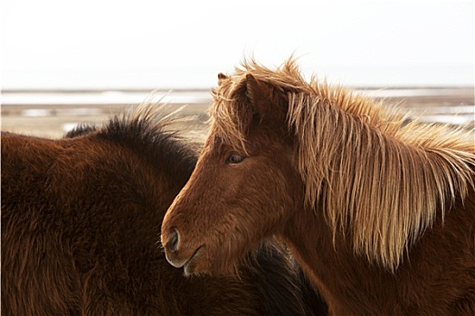 褐色,冰岛马,草地