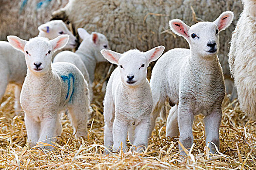 家羊,羊羔,站立,稻草,床上用品,北约克郡,英格兰,英国,欧洲