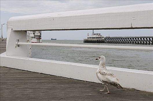 海鸥,码头,比利时