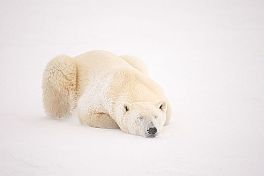 北极熊,打盹,冰