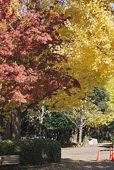 日本东京上野恩赐公园植物