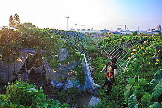 田园,水稻