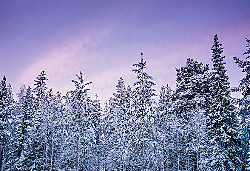 高,积雪,树林,树,紫色,冬天,天空,拉普兰,芬兰