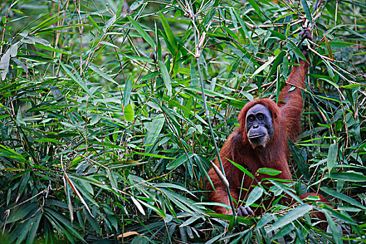 猩猩,黑猩猩,竹林,婆罗洲,马来西亚