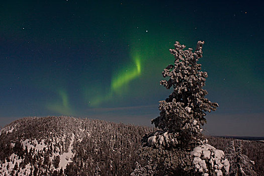 北极光,上方,雪,遮盖,松柏科,树林,月光,芬兰,欧洲