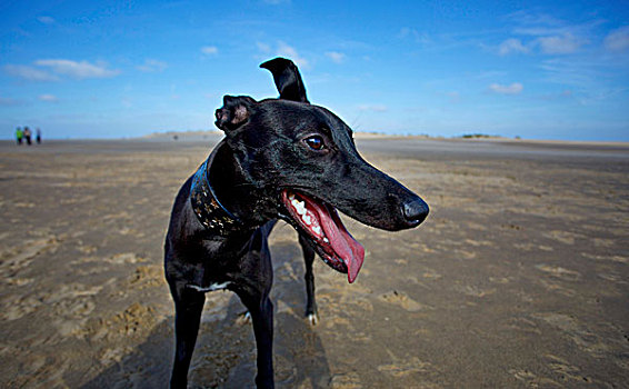 黑色,狗,海滩,蓝天