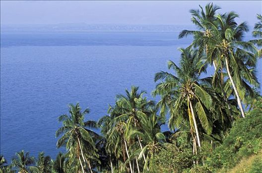 多米尼加共和国,棕榈树,海洋