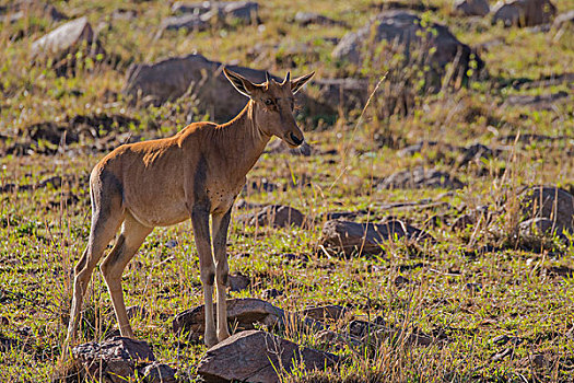 肯尼亚马赛马拉国家公园转角牛羚