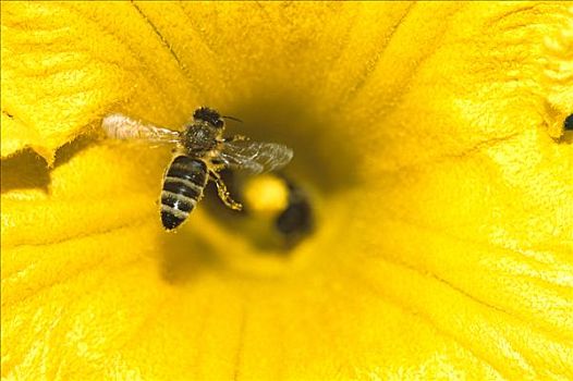 蜜蜂,意大利蜂,遮盖,花粉,降落,南瓜,德国