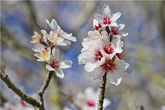 杏树,花