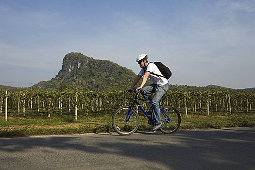 男人,骑自行车,过去,葡萄园,泰国