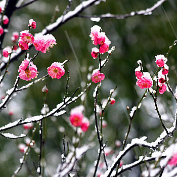 雪,冬季,严寒,红梅,梅花,梅,春天,报春,春晓,立春,生长