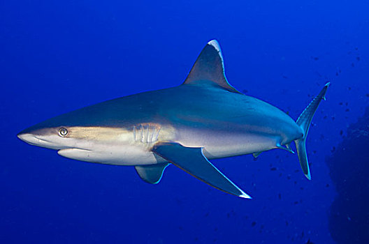 银鳍鲨,湾,巴布亚新几内亚