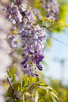 紫藤,花,总状花序,阳光