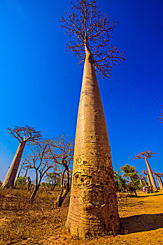 马达加斯加穆龙达瓦面包树morondavabaobab