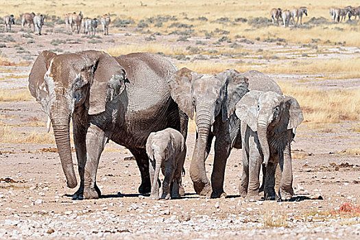 牧群,非洲象,女性,幼兽,遮盖,干燥,泥,靠近,水坑,埃托沙国家公园,纳米比亚,非洲