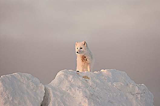 北极狐,站立,黄昏,太阳,大,大块,冰,丘吉尔市,曼尼托巴,加拿大,冬天