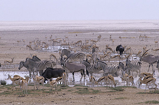 纳米比亚,埃托沙国家公园,长角羚羊,跳羚,角马,白氏斑马,水潭
