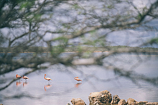 火烈鸟,保护区,博奈尔岛,岛屿