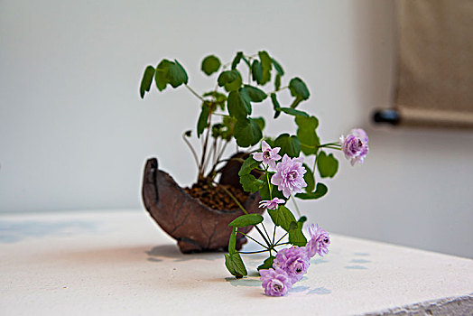 梅花唐松草山野草