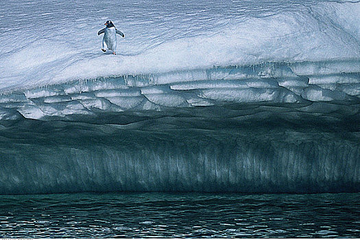 巴布亚企鹅,靠近,边缘,冰河,南极