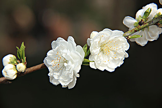 碧桃,千叶桃花,桃花,白色碧桃