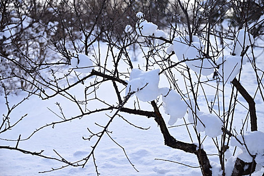 雪景