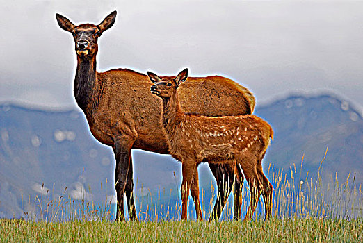 母兽,麋鹿,幼仔,站立,山,碧玉国家公园,艾伯塔省,加拿大