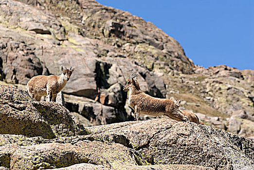 比利牛斯山脉,野山羊,西班牙羱羊,幼小,站立,石头,西班牙