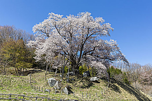 樱桃树,福岛,日本