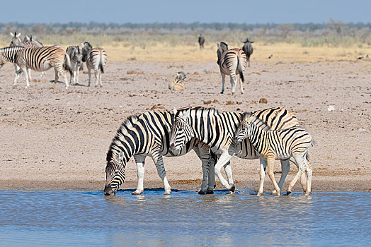 斑马,马,小马,水坑,埃托沙国家公园,纳米比亚,非洲