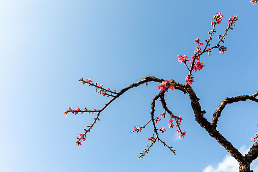 春天里盛开的桃花