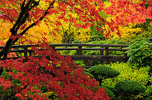 秋天,月亮,桥,波特兰,日式庭园,俄勒冈,美国