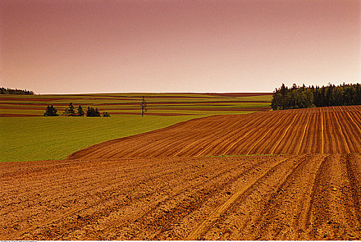农田,靠近,皇后县,加拿大