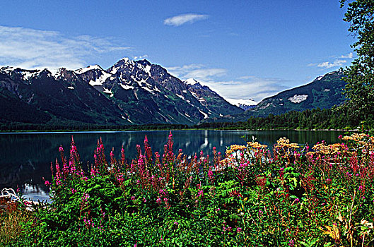 湖,北方,杂草,前景,不列颠哥伦比亚省,加拿大