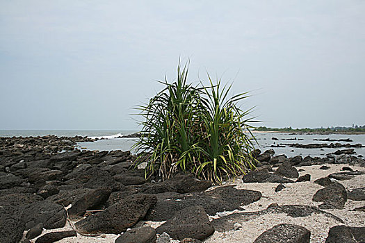 风景,圣徒,岛屿,只有,一个,著名,旅游景点,孟加拉,东北方,湾,公里,南,市场