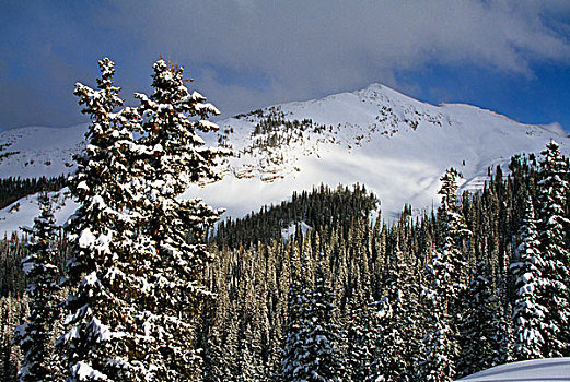 冬天,山,古尼森国家森林,科罗拉多,美国